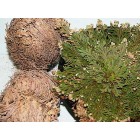 Rose of Jericho or rose of Virgin Mary (piece)