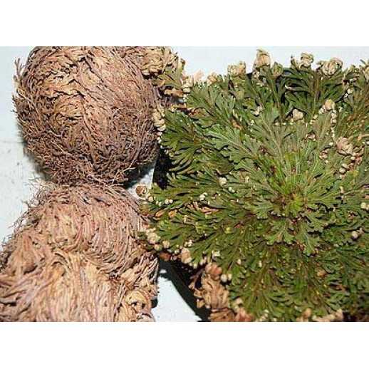 Rose of Jericho or rose of Virgin Mary (piece)
